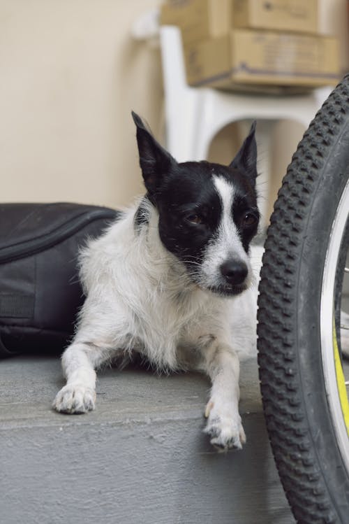 Ingyenes stockfotó fehér és fekete kutya, kutya, kutyafej témában