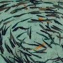Black and Orange Fishes on Water