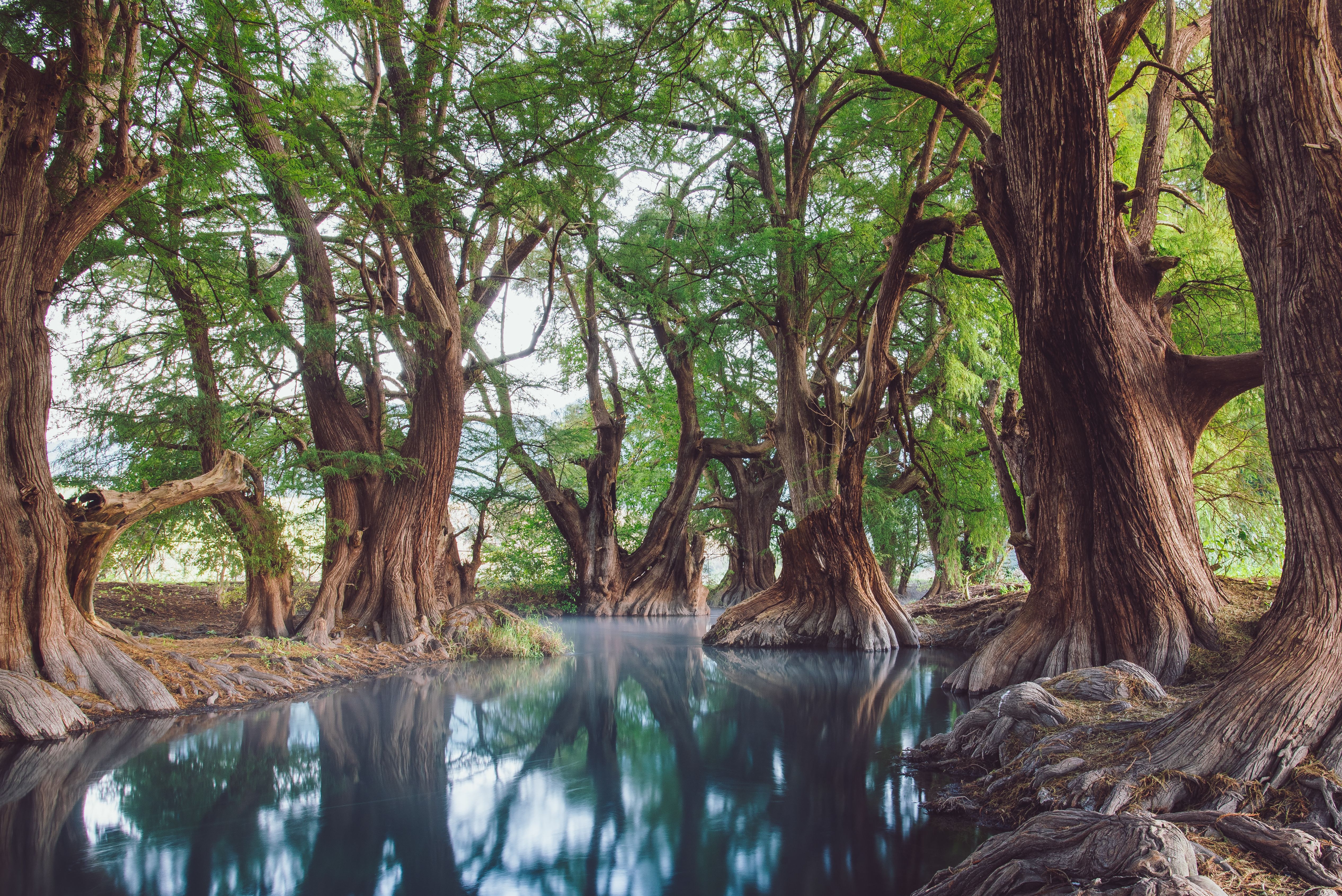 Stunning Exciting Speedboat Expedition in Cancun Lagoon! Review: A Thrilling 45-Minute Adventure Through Mexico's Stunning Nichupté Lagoon Review 2026 - Majestic forest with towering trees reflecting on a tranquil lake in Mexico. Perfect nature escape.