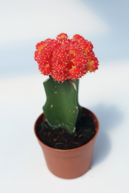 Close Up Photo of  Moon Cactus Plant