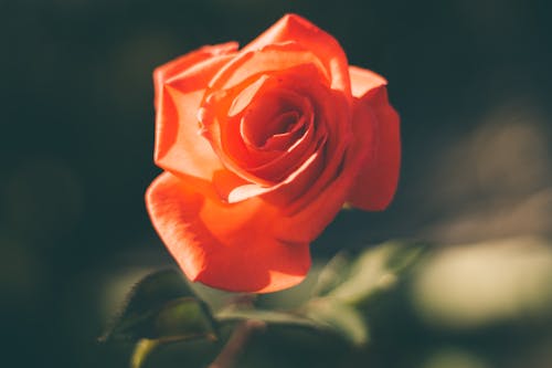 Blooming Rose Flower in Close-up Shot