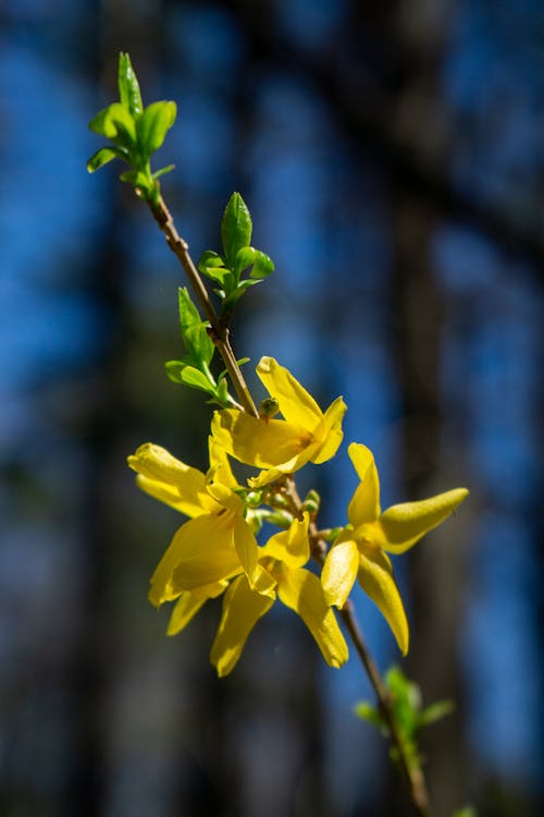 Ilmainen kuvapankkikuva tunnisteilla forsythia, kasvikunta, keltaiset kukat