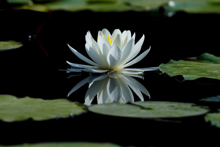 White Lotus Flower On Water