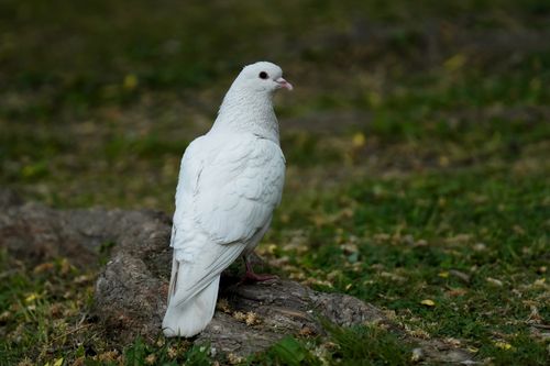 Free A white pigeon stands gracefully on green grass providing a serene nature scene. Stock Photo