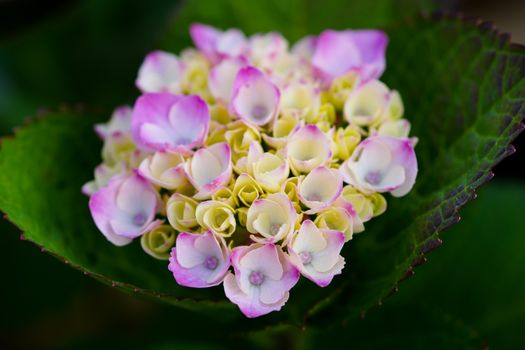 Purple and White Flower in Macro Lens