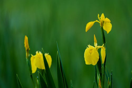 Close-up of Yellow Iris Flowers