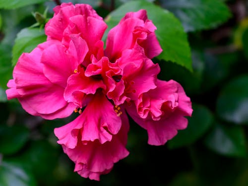 Close-up of a Pink Hibiscus Flower