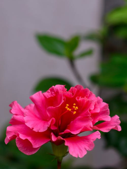 A Pink Flower in Bloom