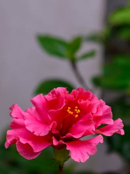 Close-up of a vibrant pink hibiscus flower blooming, showcasing delicate petals and elegant beauty.
