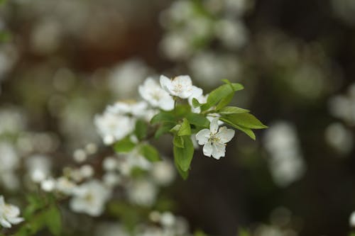 Foto stok gratis bunga sakura, pohon berbunga, pohon ceri