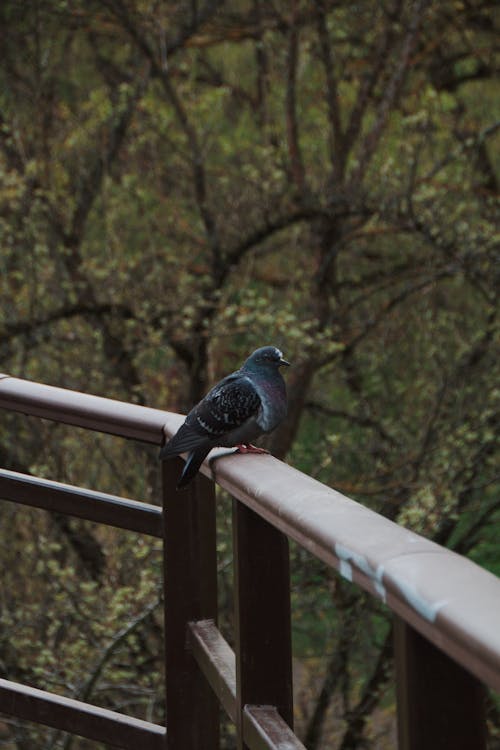 Imagine de stoc gratuită din animal, aviar, balustradă