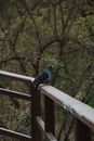 Blue and Black Bird on White Metal Fence