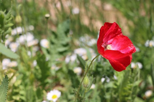 Gratis Immagine gratuita di avvicinamento, fiore di campo, fiore rosso Foto a disposizione