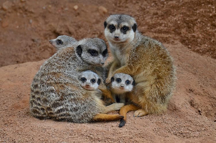 Adorable Meerkat Family