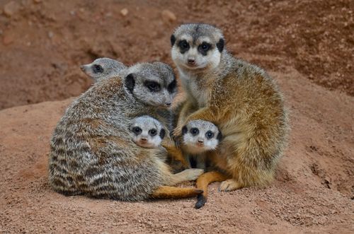 Free Close-up of a meerkat family bundled together on sandy terrain, showcasing wildlife behavior. Stock Photo