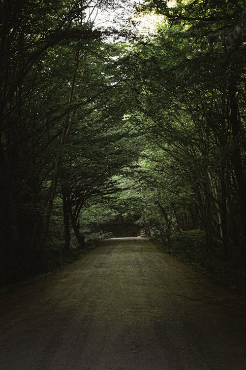 Pathway in Between Green Trees