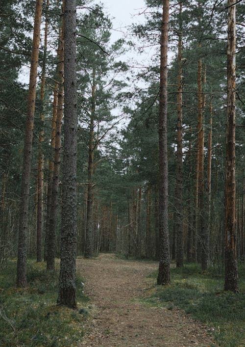 Free Imagine de stoc gratuită din arbori, arbori veșnic verzi, codru Stock Photo