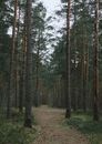 Green Trees on Brown Grass Field