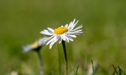 macro Bellis perennis op een groene achtergrond