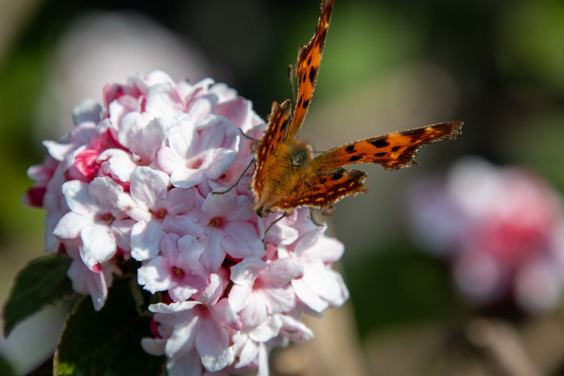 macro van een vlinder op een bloem