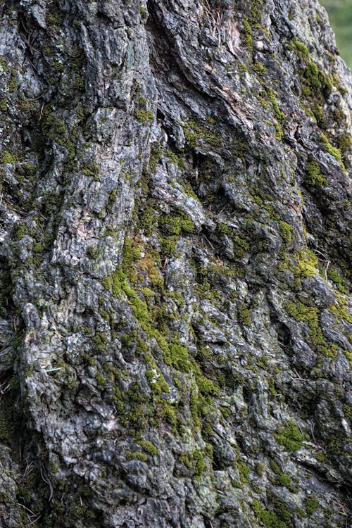 Foto profissional grátis de áspero, casca, coberto de musgo