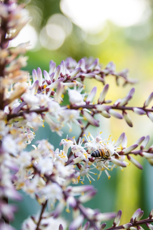 Close-up of a Bee on White and Purple Flowers