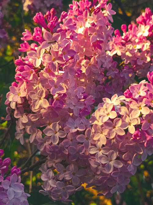 小花, 春天, 春天的花朵 的 免費圖庫相片
