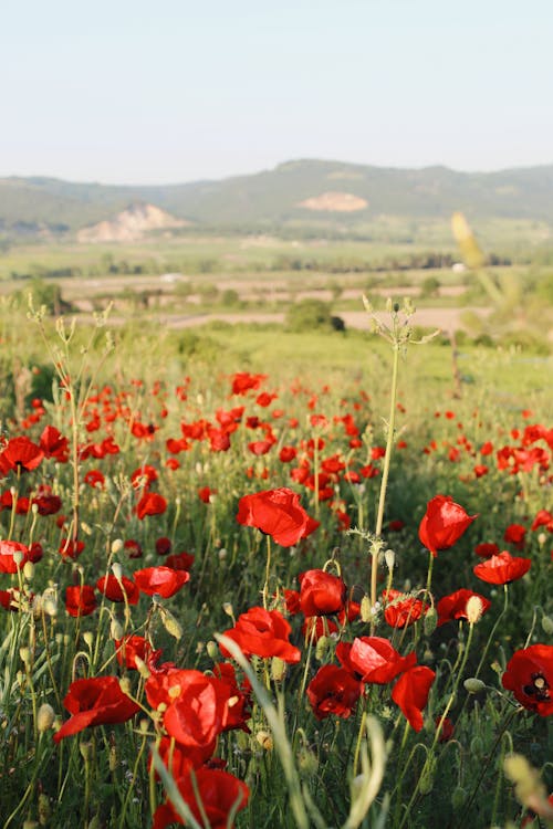 Poppies in Field