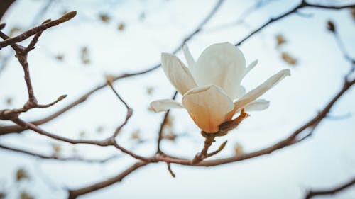 White Flower on Stem in Close Up View