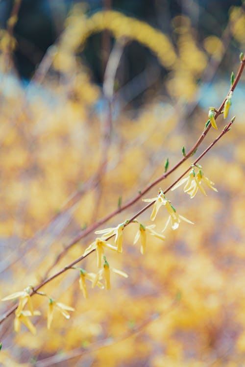 Free Yellow Flowers in Bloom Stock Photo