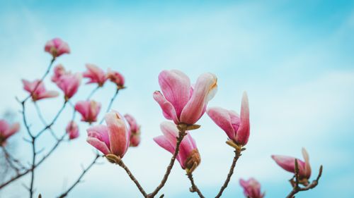Free Vibrant pink magnolia flowers on branches reaching towards a clear blue sky. Stock Photo