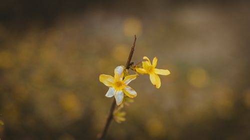 Free Close-up image of delicate yellow winter jasmine flowers in bloom. Stock Photo