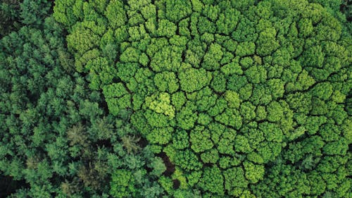 Безкоштовне стокове фото на тему «дерева, зелений, знімок із дрона»