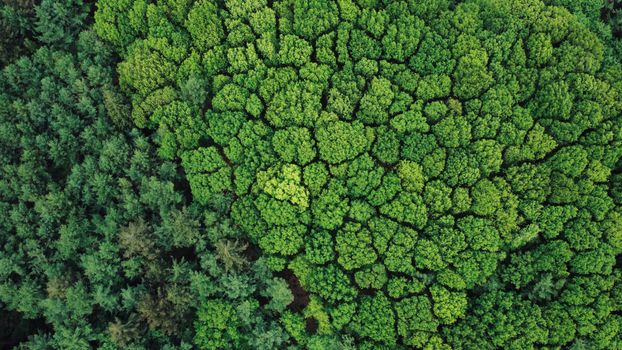 Stunning aerial shot of a dense, vibrant green forest providing a breathtaking view of nature's beauty.