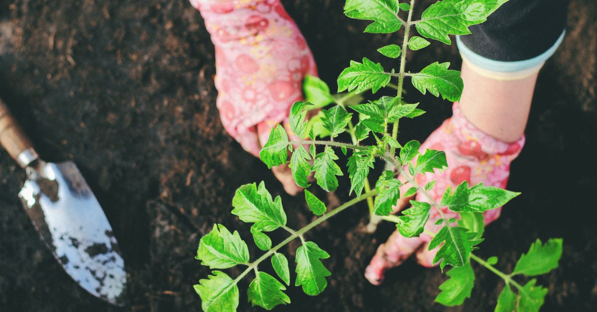 close-up of hands planting a seedling in rich soil, sunlight filtering through