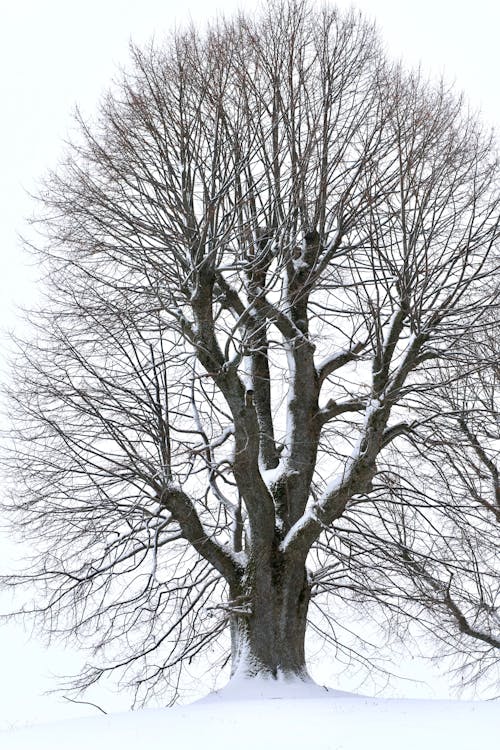 Black and White Photo of a Bare Tree