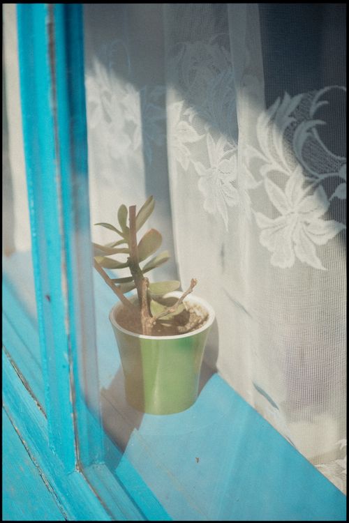 Free Potted plant basking in sunlight by a blue window with lace curtains, evoking tranquility. Stock Photo