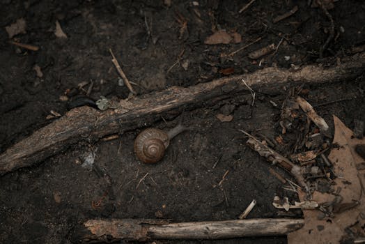 Close-up of a snail crawling on the forest floor amidst twigs and leaves.