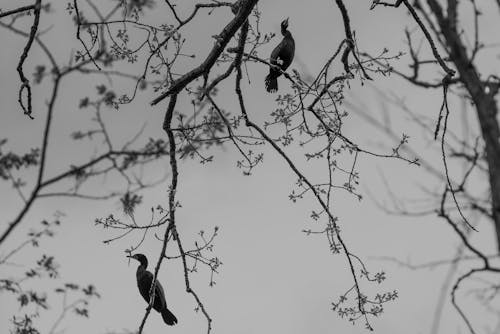 Fotos de stock gratuitas de aves, blanco y negro, escala de grises