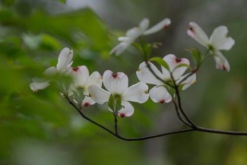 Ücretsiz ağaç, Beyaz çiçekler, bitki örtüsü içeren Ücretsiz stok fotoğraf Stok Fotoğraflar
