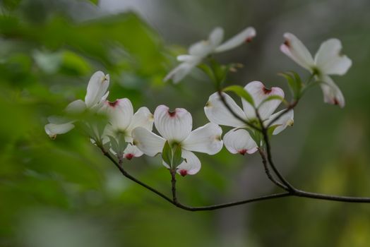 White Flowers in Bloom