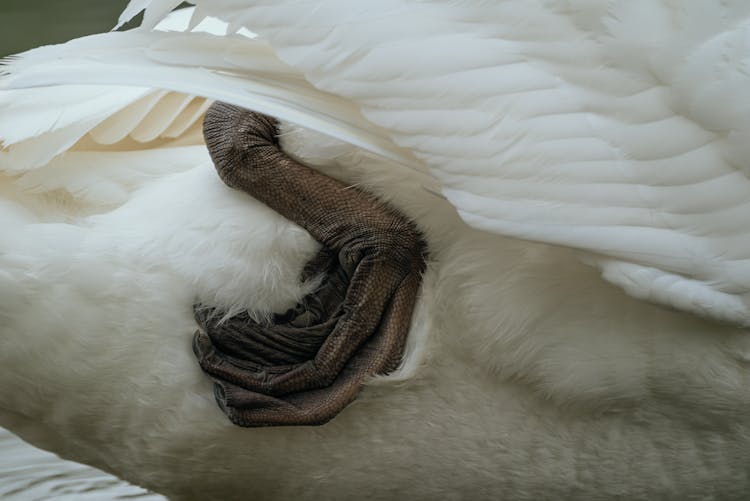 Close Up Of Swan Leg And Feathers