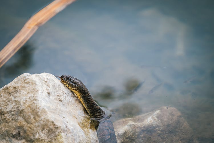 Snake In Water