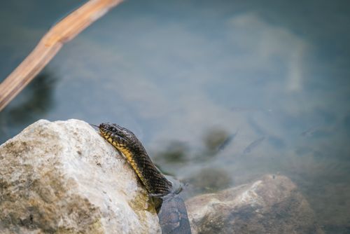 Free Close-up of a snake resting on a rock near calm water, showcasing natural beauty and wildlife. Stock Photo