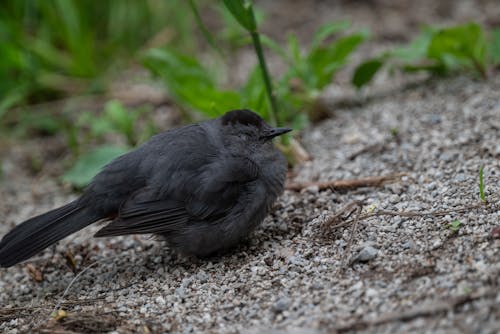 Close-up of a Gray Catbird 