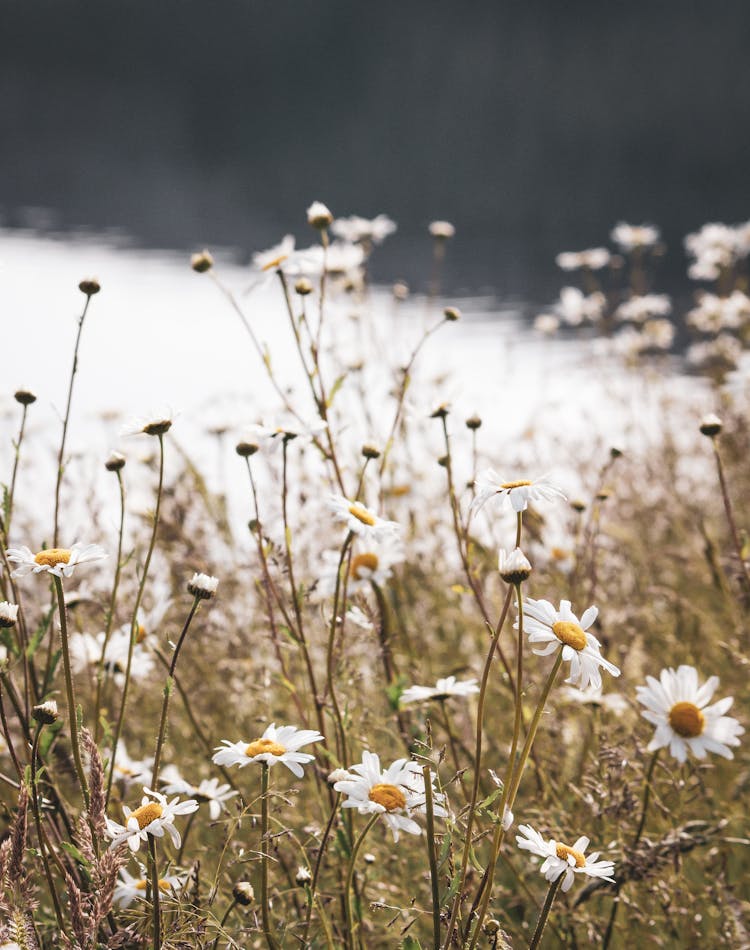 Close-up Of White Wild Daisies