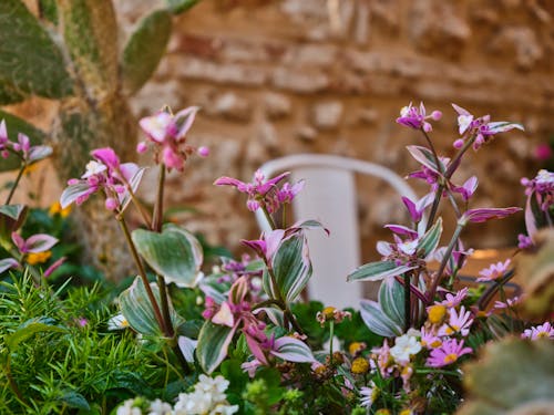 Darmowe zdjęcie z galerii z fioletowe kwiaty, fotografia kwiatowa, kwiaty