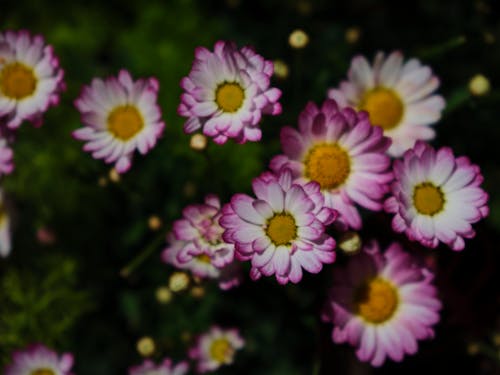 bitki örtüsü, çiçeklenmek, kapatmak içeren Ücretsiz stok fotoğraf