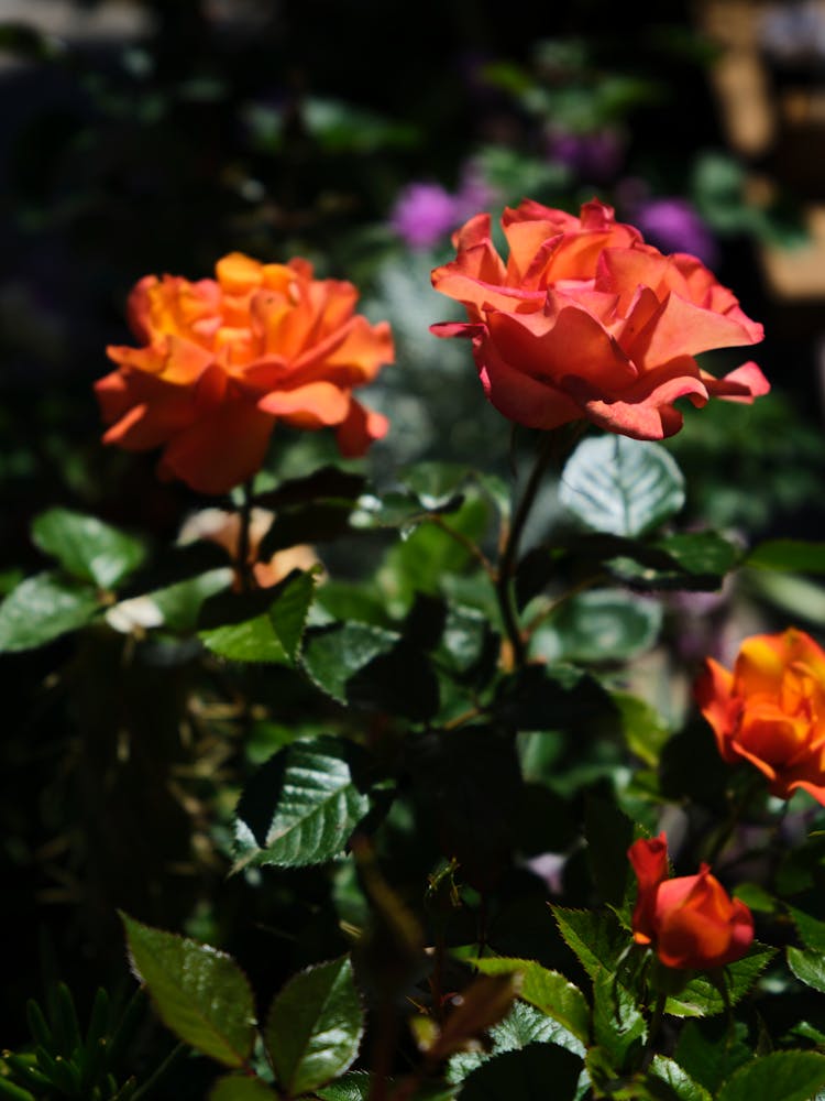 Close-up Of Peach Roses