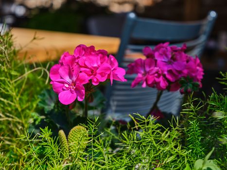 Bright pink flowers blooming in an outdoor café setting, surrounded by lush greenery.